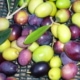 olive per l'olio evo