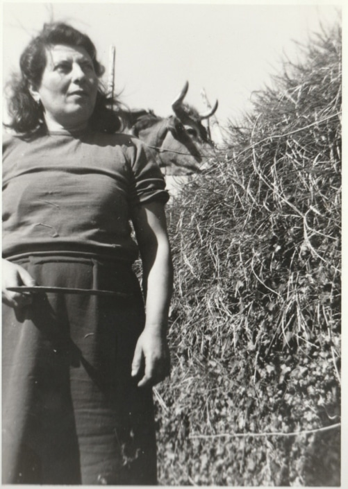 1968: La nonna Amelia taglia l’erba con il falcetto, sullo sfondo il bue.