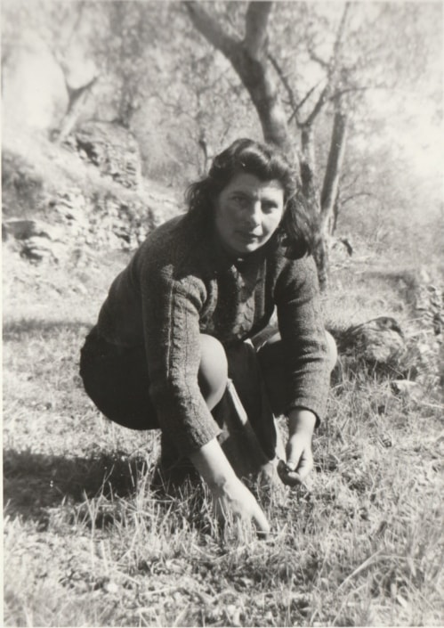 1968: 1968: La nonna Melia raccoglie le olive a mano. Alla vita ha legato “u sacchettu” utilizzato per depositare le olive raccolte.