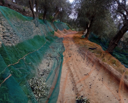 oliveto raccolta per la produzione dell'olio