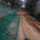 oliveto raccolta per la produzione dell'olio